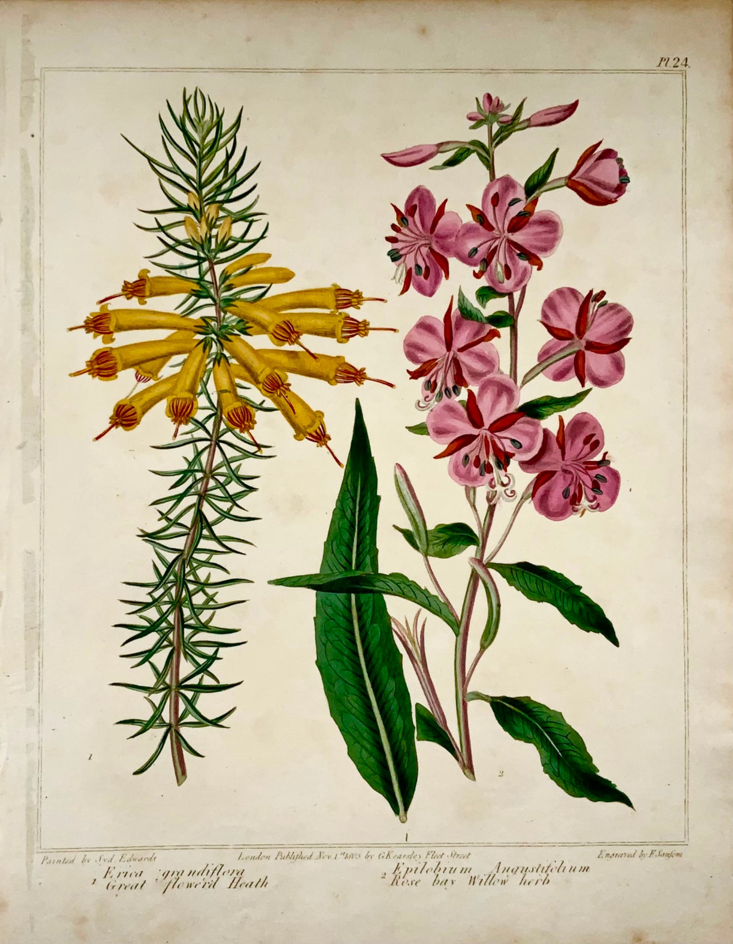 1805 Erica, Baie Rose, rare Syd. Edwards, quarto, Jardinage pratique, botanique