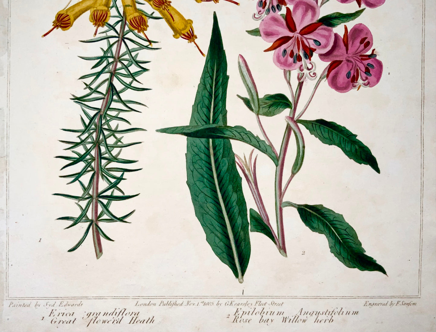 1805 Erica, Baie Rose, rare Syd. Edwards, quarto, Jardinage pratique, botanique