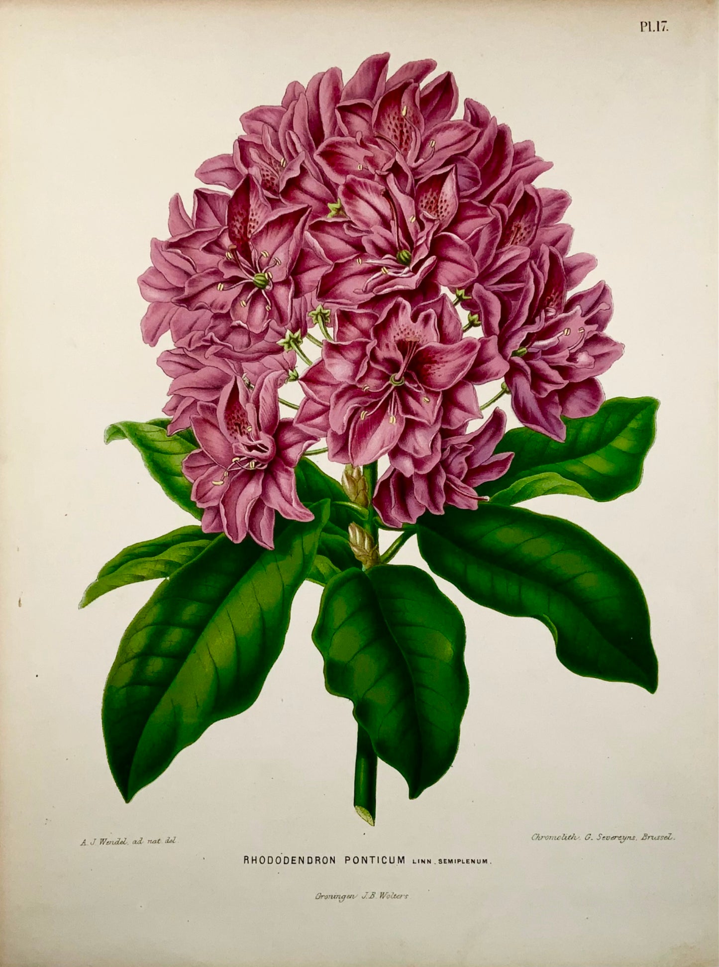 1868 Rhododendron, fleur, botanique, folio, Wendel, chromolithographie fine