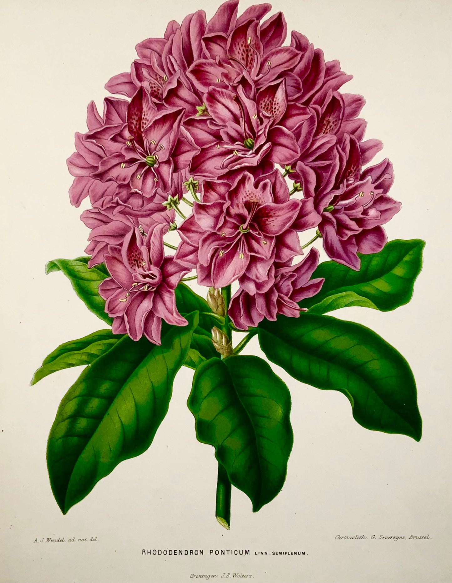 1868 Rhododendron, fleur, botanique, folio, Wendel, chromolithographie fine