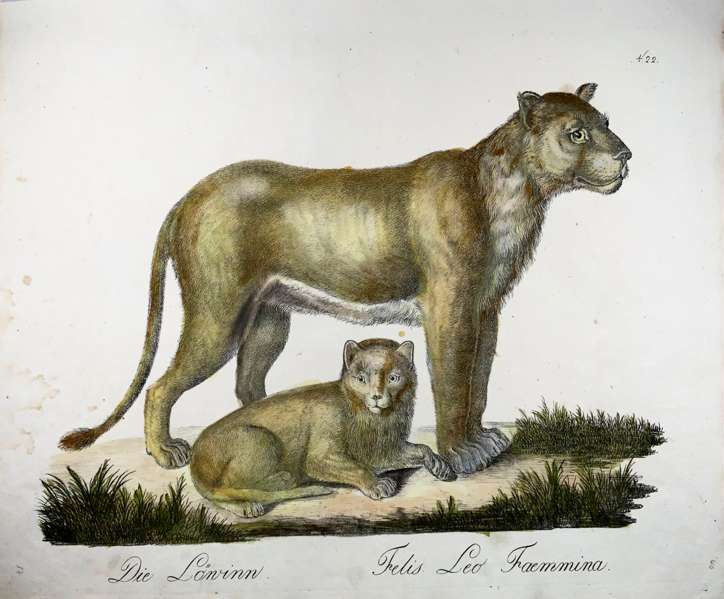 1816 Lionne, Brodtmann, Imp. folio 42,5 cm, incunables de lithographie