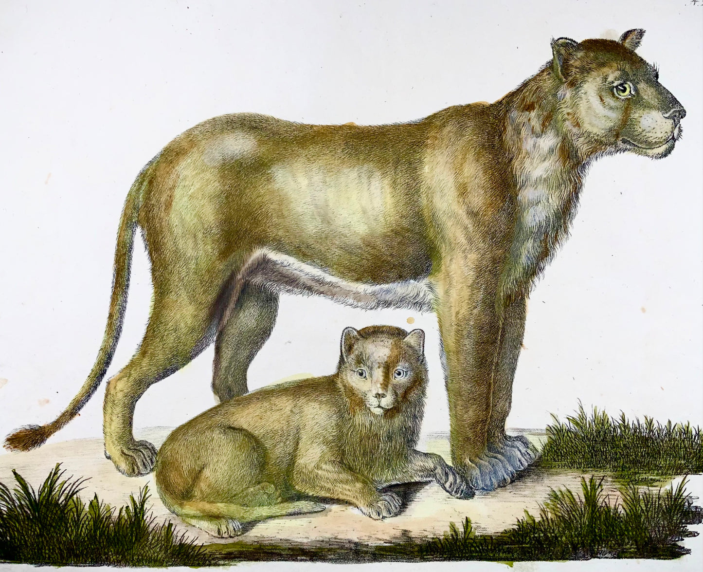 1816 Lionne, Brodtmann, Imp. folio 42,5 cm, incunables de lithographie