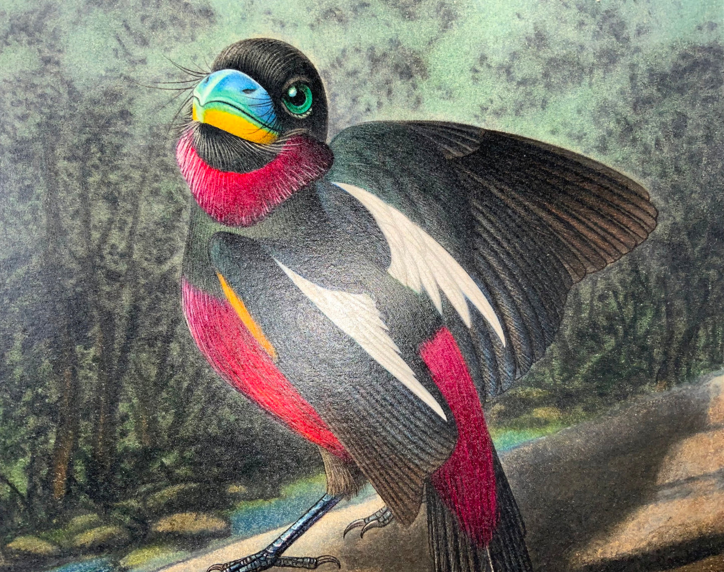 1952 Broadbill, ornithologie, Walter Linsenmaier, dessin aux crayons de couleur