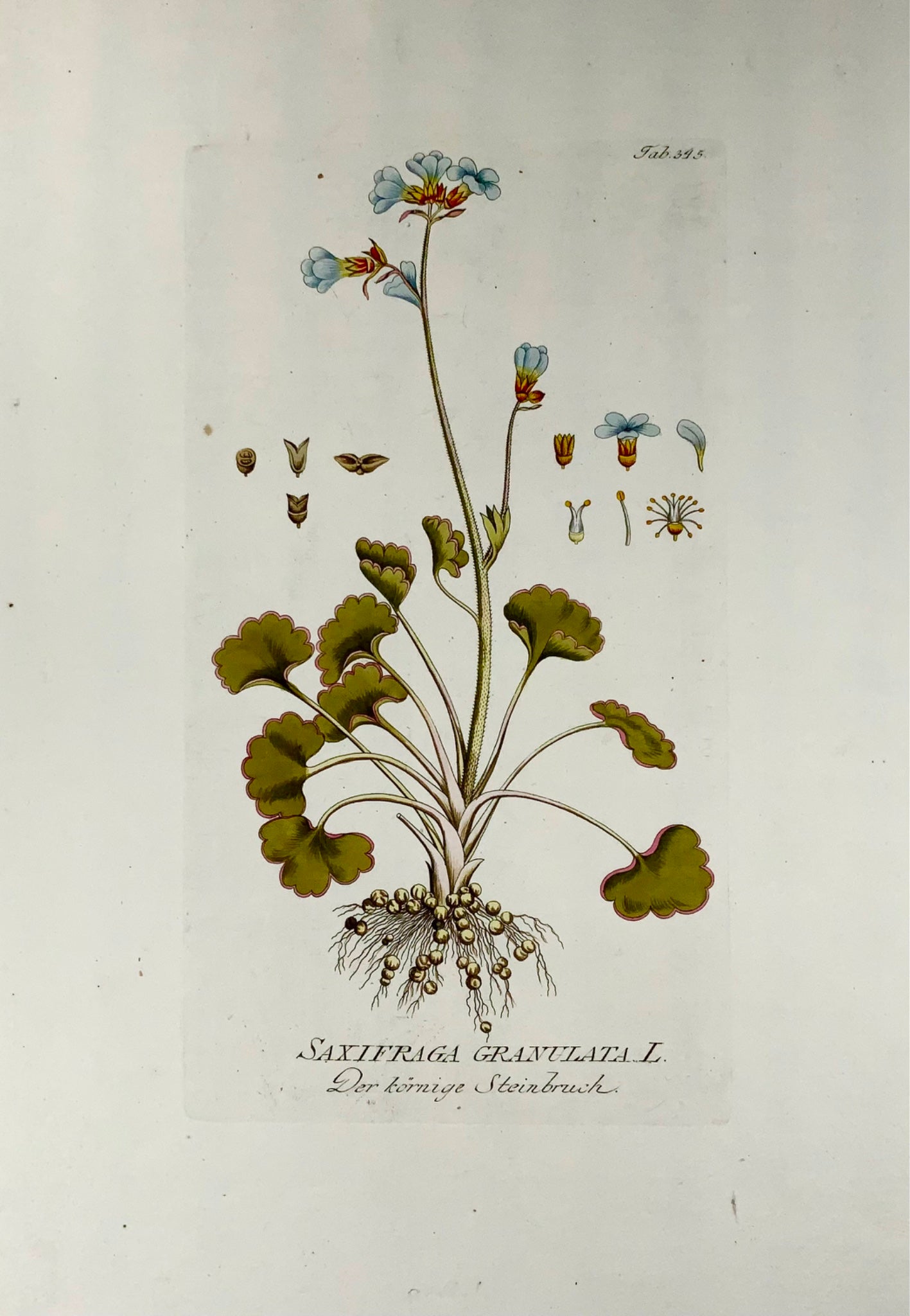 1788 Meadow Saxifrage, JJ Plenck (b1737), grand folio coloré à la main, botanique