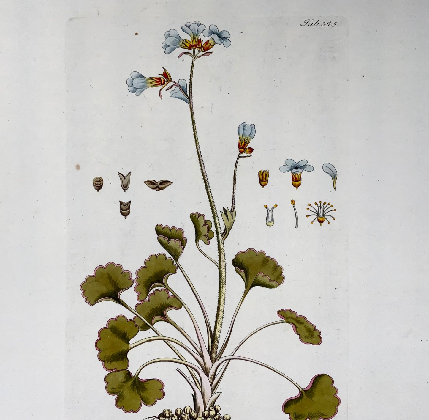 1788 Meadow Saxifrage, JJ Plenck (b1737), grand folio coloré à la main, botanique