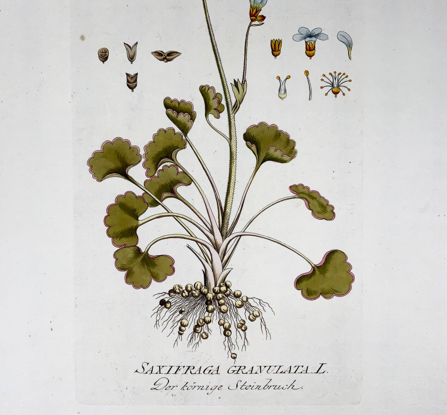 1788 Meadow Saxifrage, JJ Plenck (b1737), grand folio coloré à la main, botanique