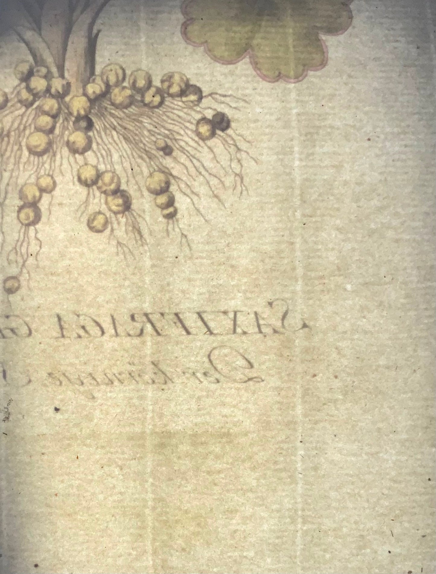 1788 Meadow Saxifrage, JJ Plenck (b1737), grand folio coloré à la main, botanique