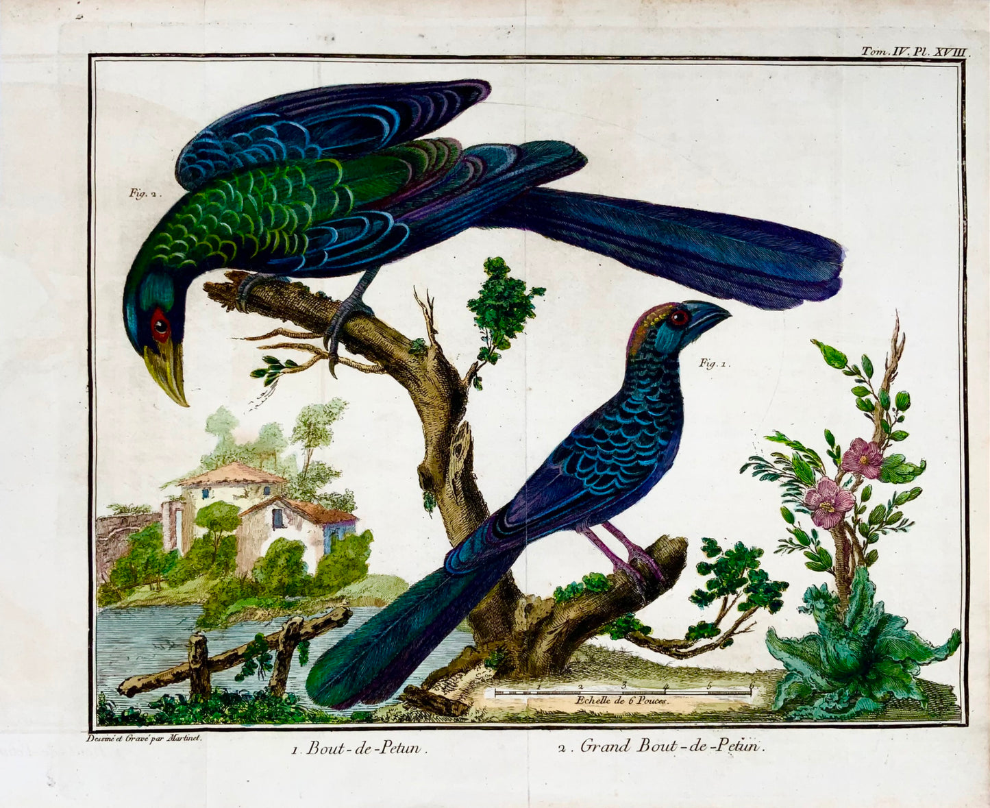 1760 Billed Ani, Martinet (b1725), Brisson, exquisite hand colour, ornithology