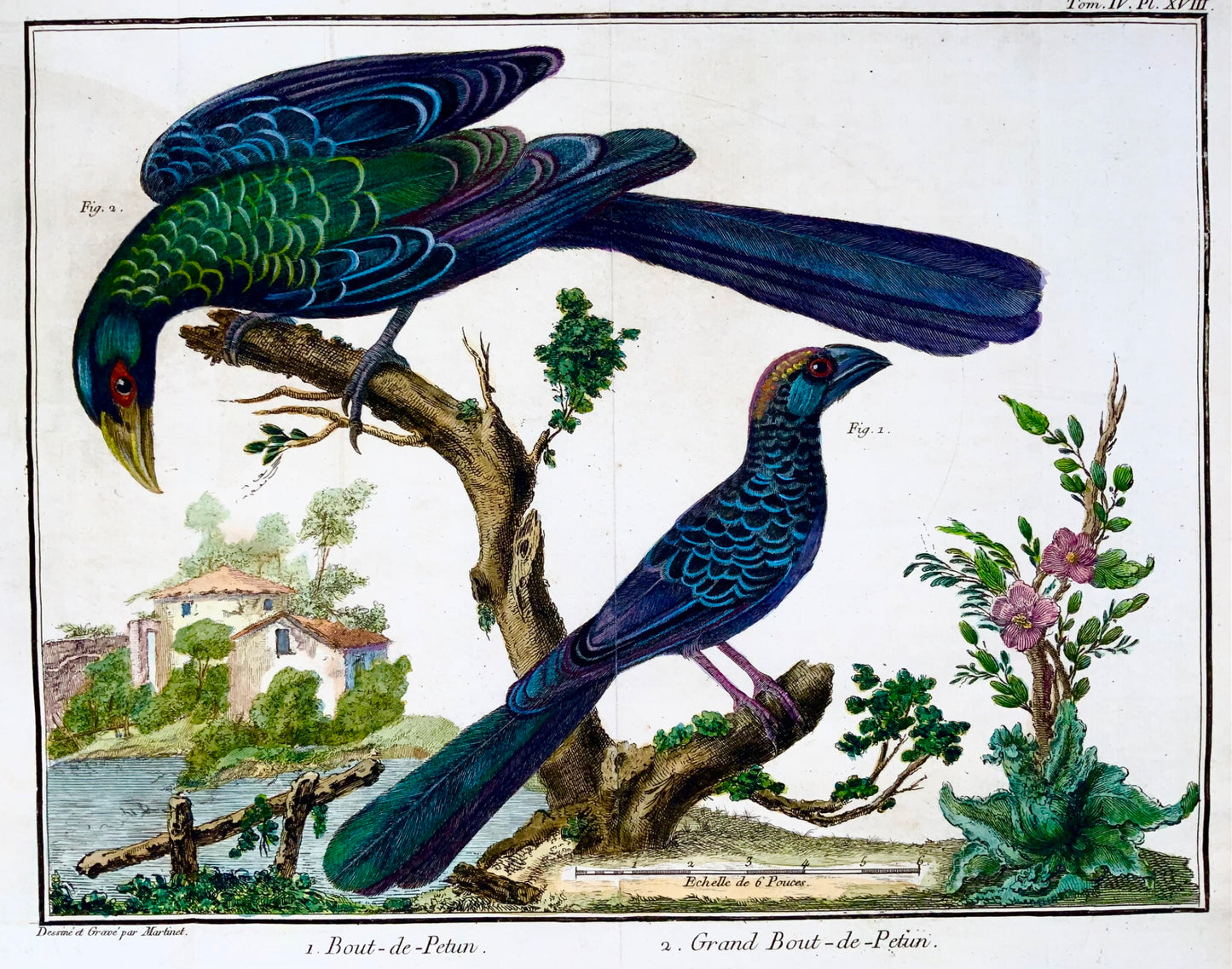1760 Billed Ani, Martinet (b1725), Brisson, couleur de main exquise, ornithologie 
