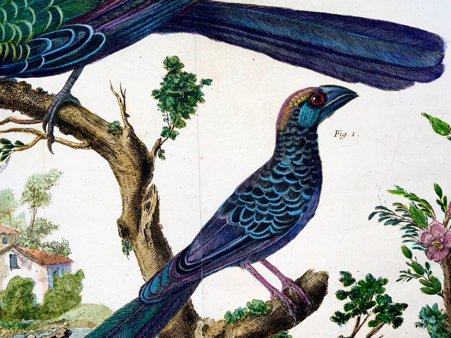 1760 Billed Ani, Martinet (b1725), Brisson, exquisite hand colour, ornithology