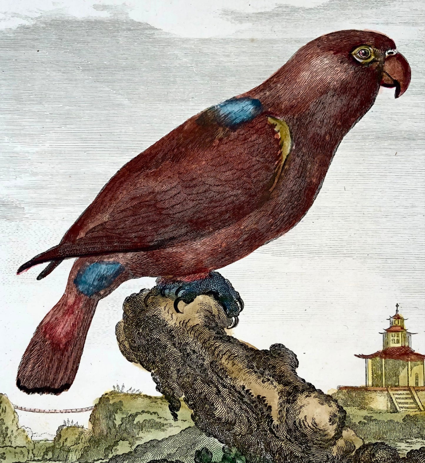 1771 Lori, De Seve, ornithologie, édition grand quart, gravure 