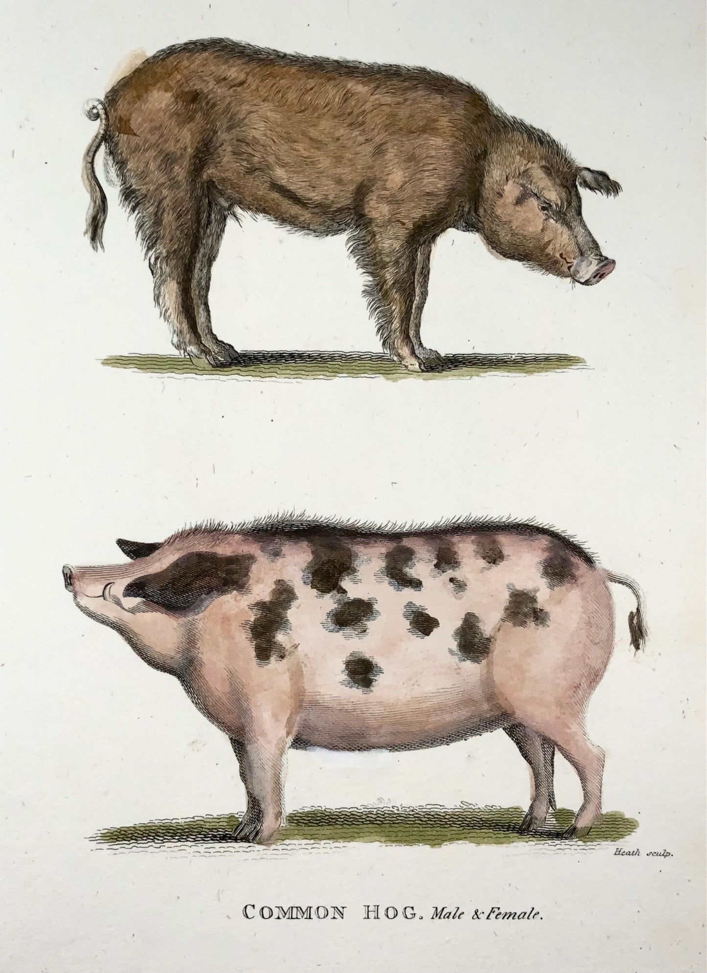 1800 Cochon, porc, mammifère, chabp de bruyère, bonne première impression, couleur de la main