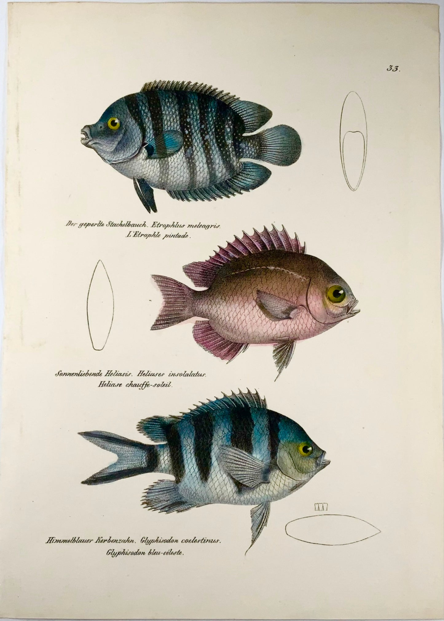 1833 Cichlid, Etroplus, Schinz (b1777), folio colorié à la main, lithographie sur pierre