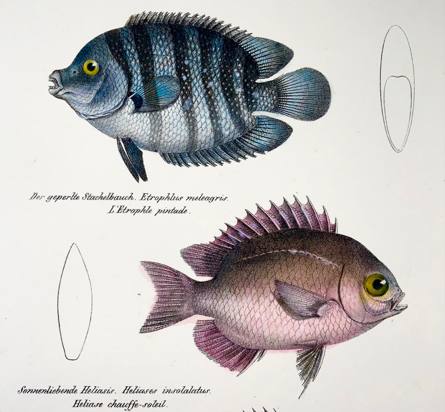 1833 Cichlid, Etroplus, Schinz (b1777), hand coloured folio, stone lithograph