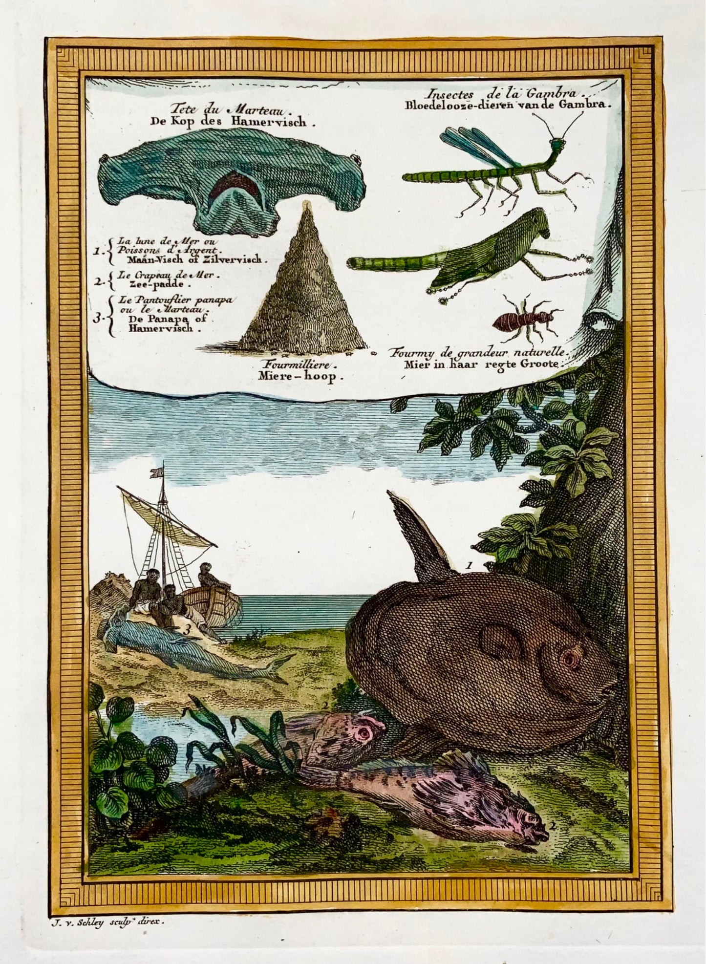 1750 Afrique de l'Ouest, animaux, crapet, requin marteau, insectes