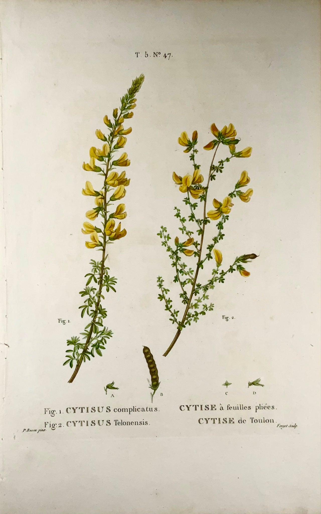 1801 Cytisus, Bessa, gravure en pointillé in-folio, couleur à la main, botanique