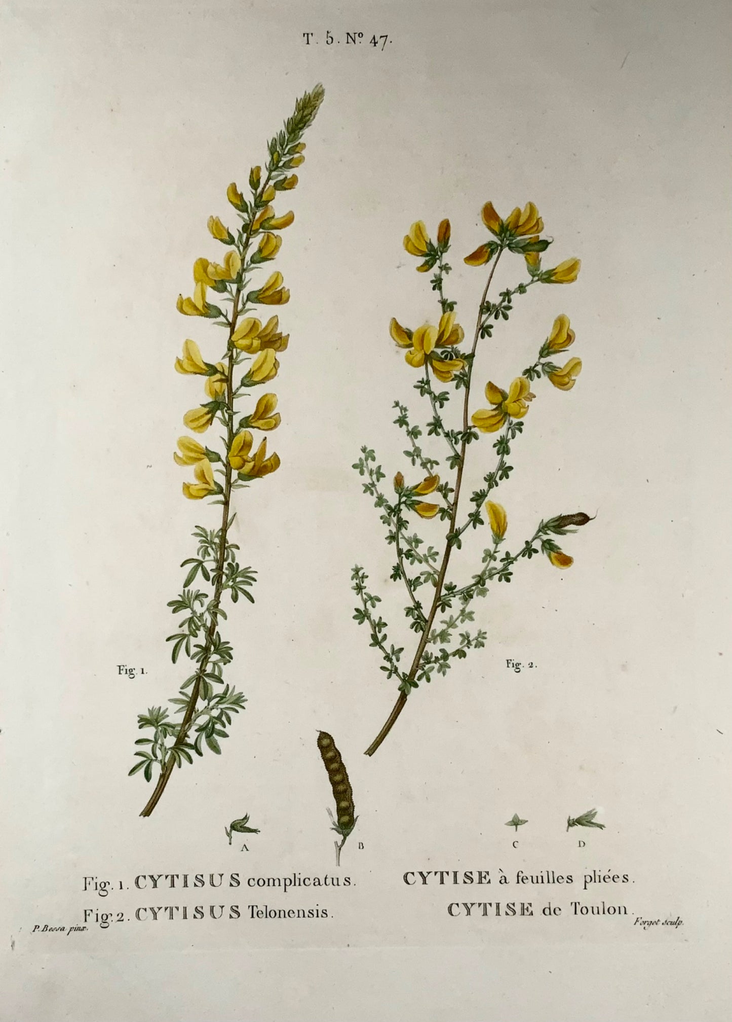 1801 Cytisus, Bessa, gravure en pointillé in-folio, couleur à la main, botanique