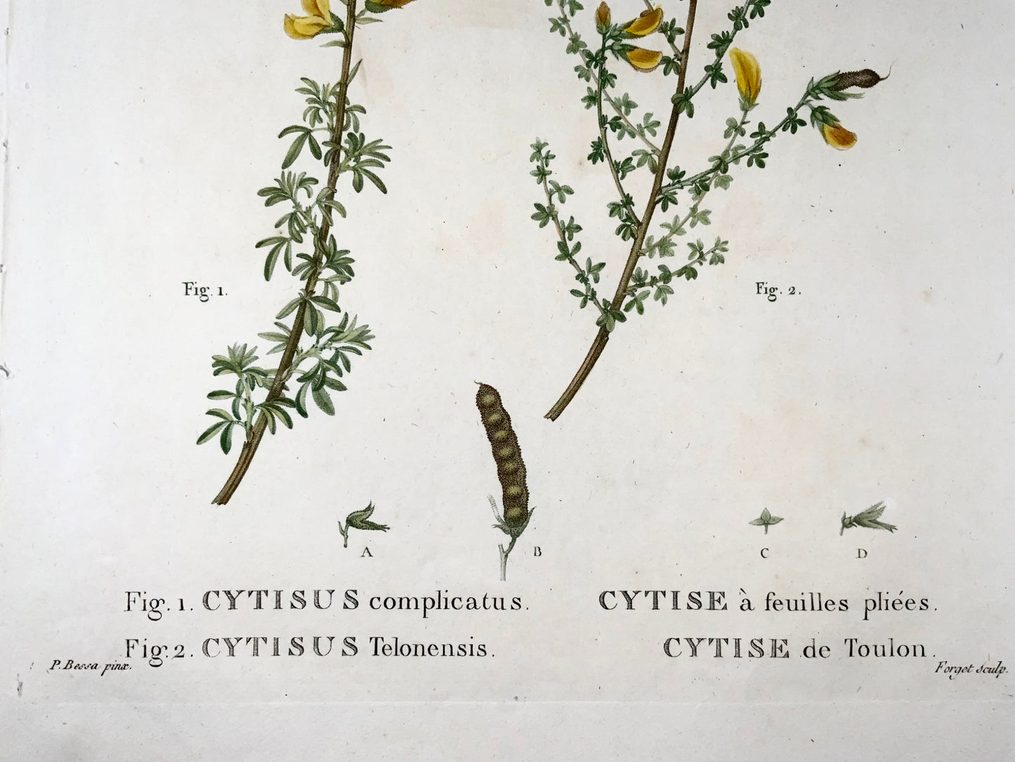 1801 Cytisus, Bessa, folio stipple engraving, hand colour, botany