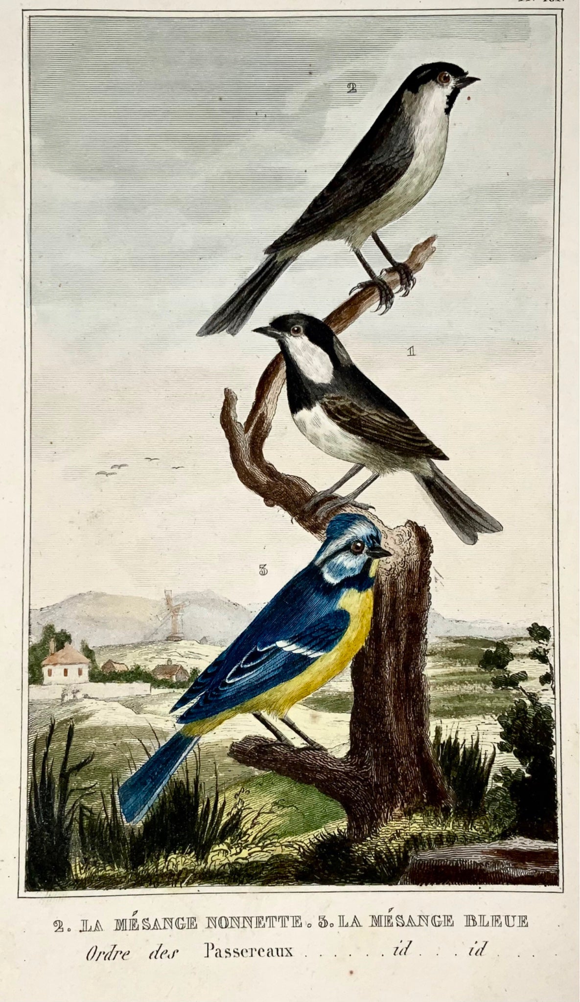 1822 Mésange bleue, mésanges, ornithologie, gravure, belle couleur originale à la main