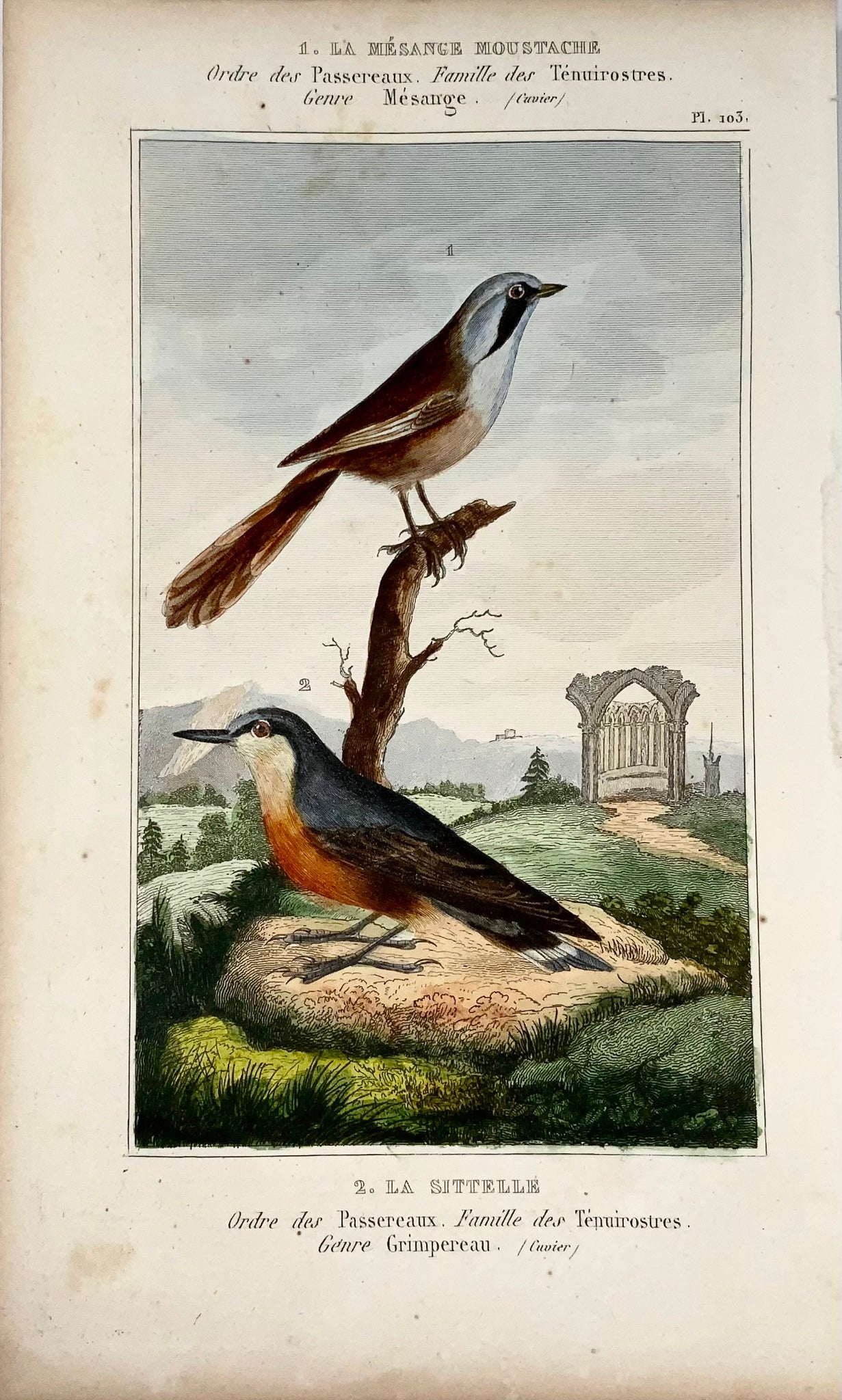 1822 Reedling, Sittelle, ornithologie, gravure, belle couleur originale à la main