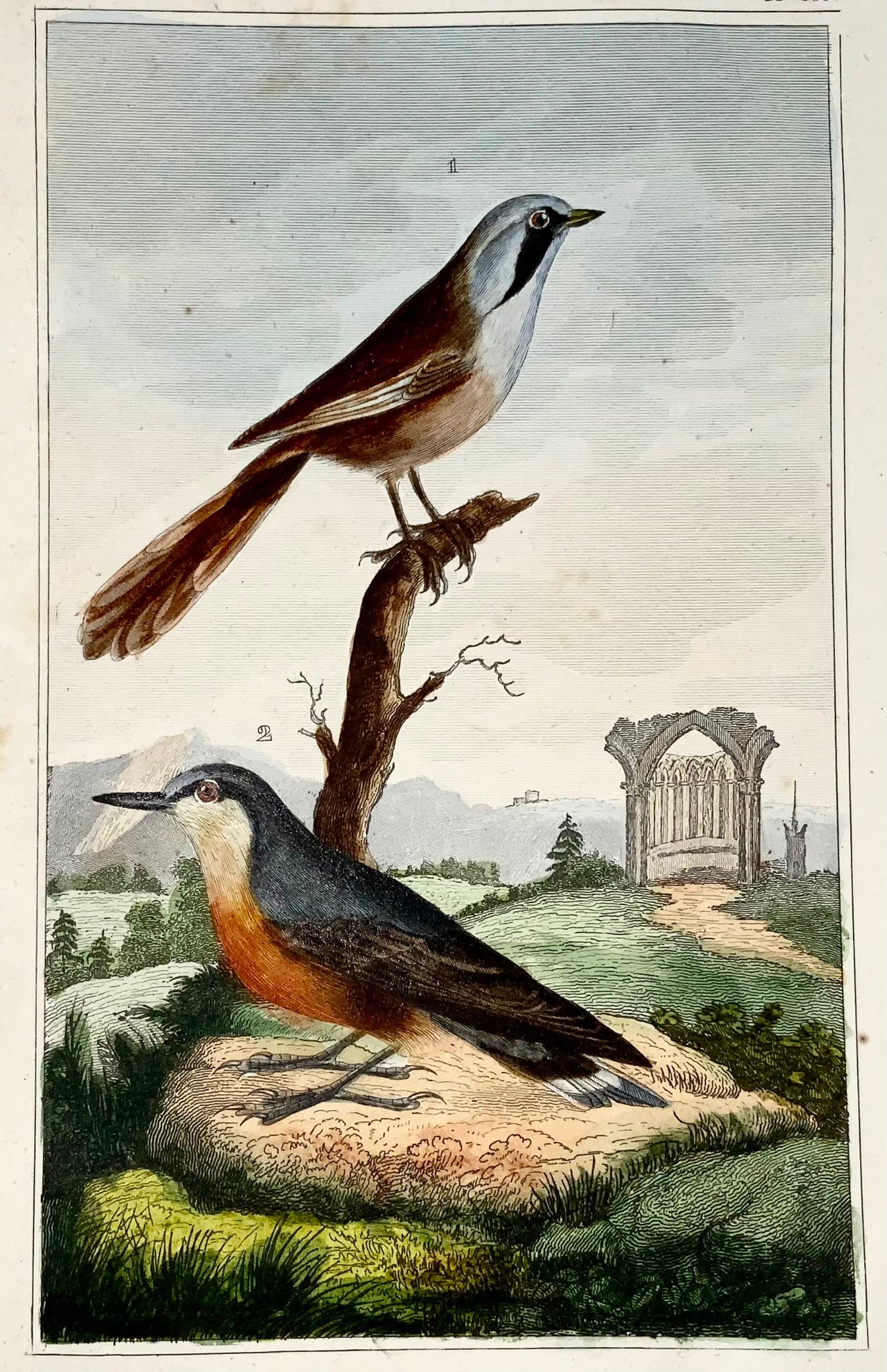 1822 Reedling, Sittelle, ornithologie, gravure, belle couleur originale à la main