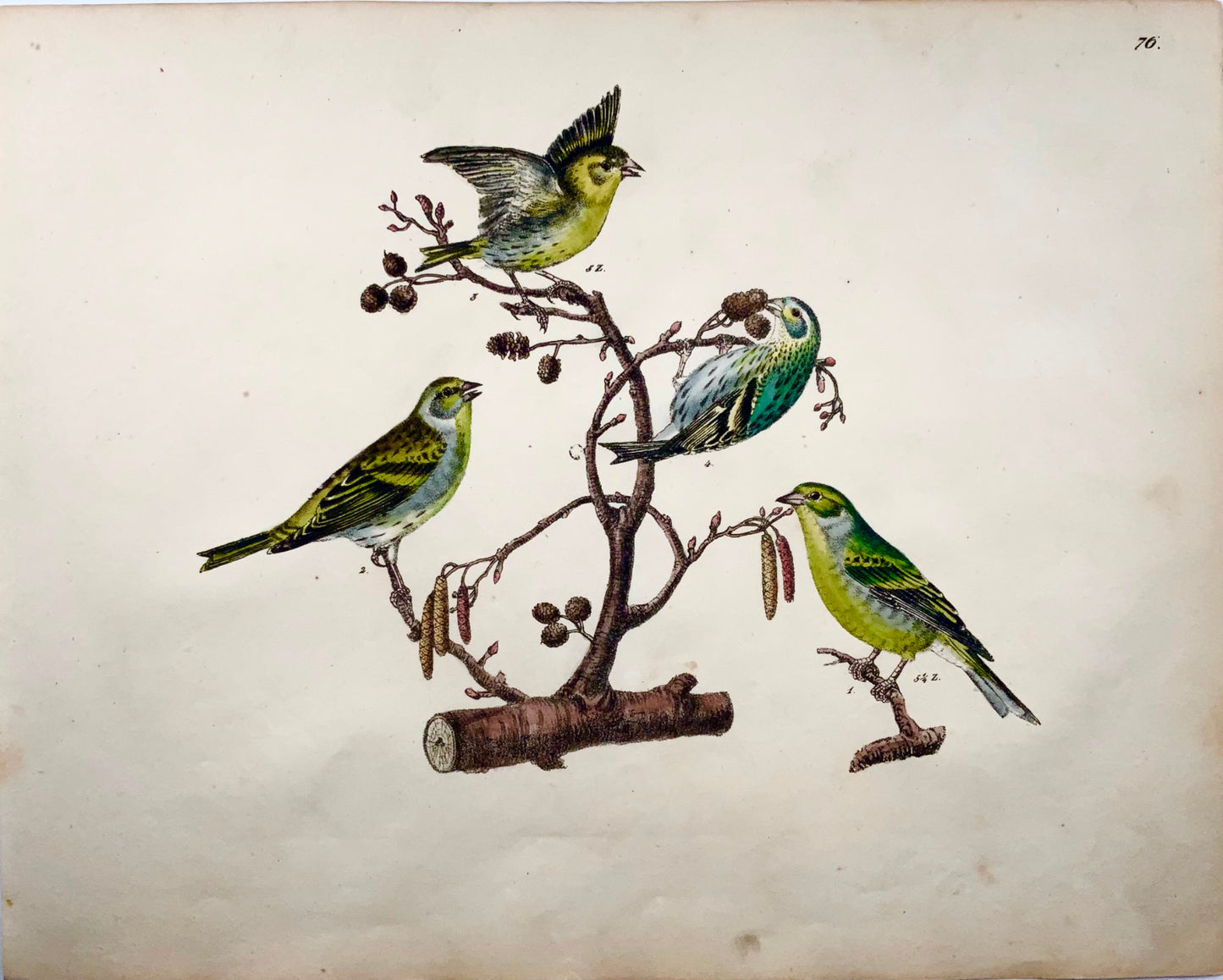 1819 Canari, pinson, oiseaux chanteurs, ornithologie, Strack, lithographie à la craie, couleur à la main