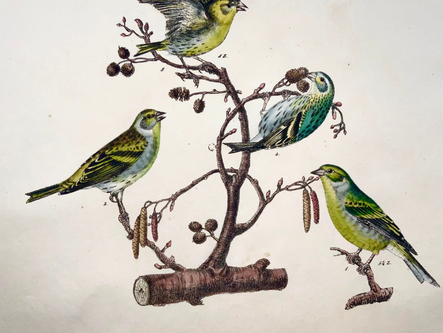 1819 Canari, pinson, oiseaux chanteurs, ornithologie, Strack, lithographie à la craie, couleur à la main