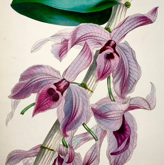 1841 Dendrobium macrophyllum, orchidée, Holden, couleur fine à la main, botanique