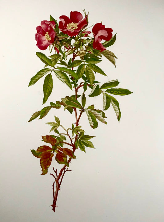 1914 Carolina rose, large folio 37cm, Willmott, Alfred Parsons, botany