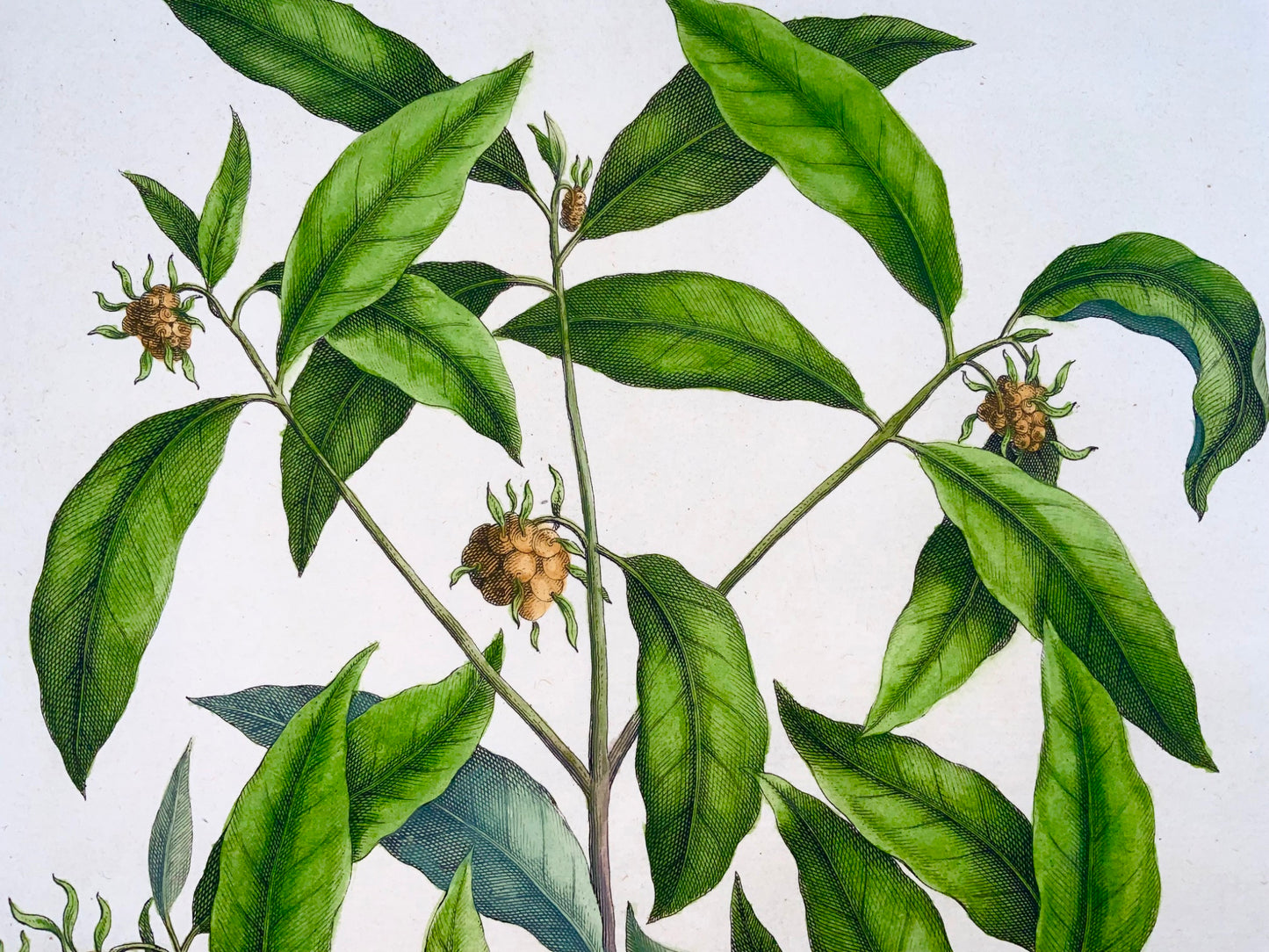 1741 Morinda, Rumpf, Herbarium Amboinense, Indonésie, couleur main, folio, botanique