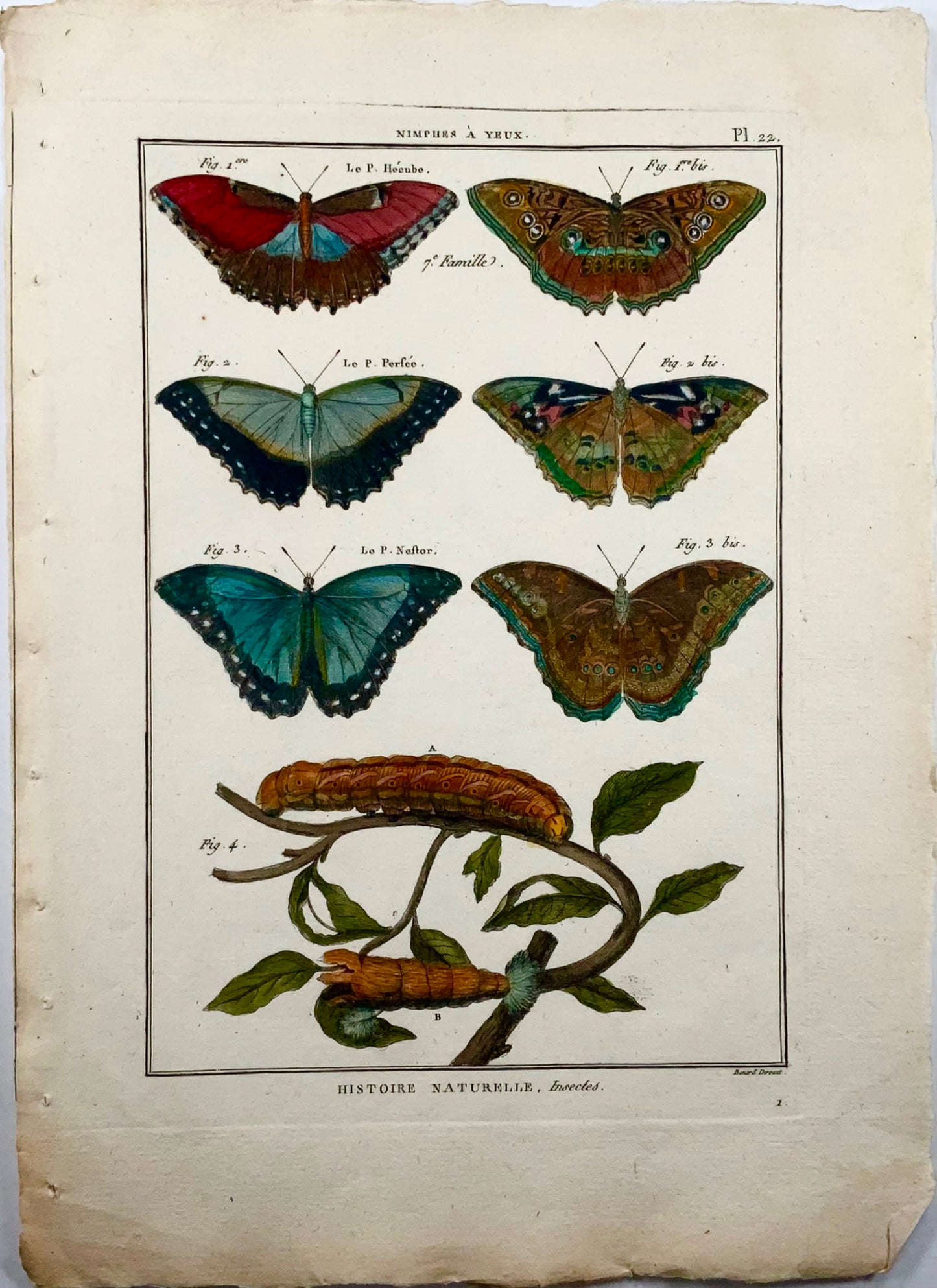 1794 Papillons, Nymphes, Latreille, gravure in-quarto coloriée à la main, insectes