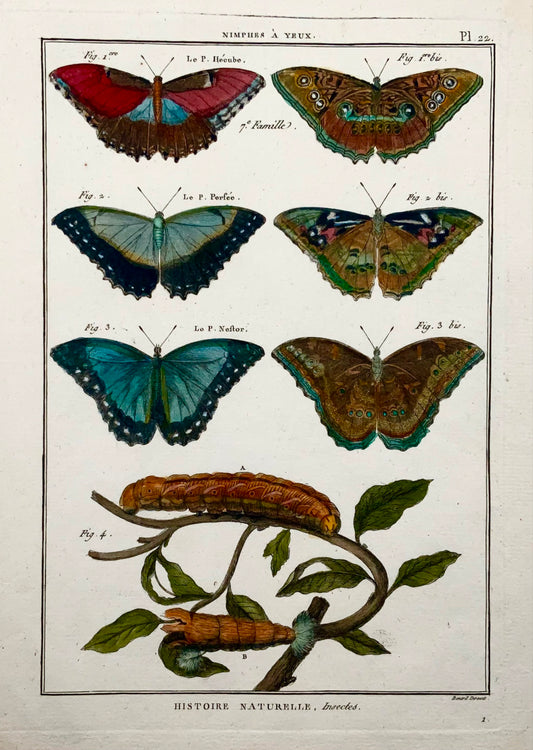 1794 Papillons, Nymphes, Latreille, gravure in-quarto coloriée à la main, insectes