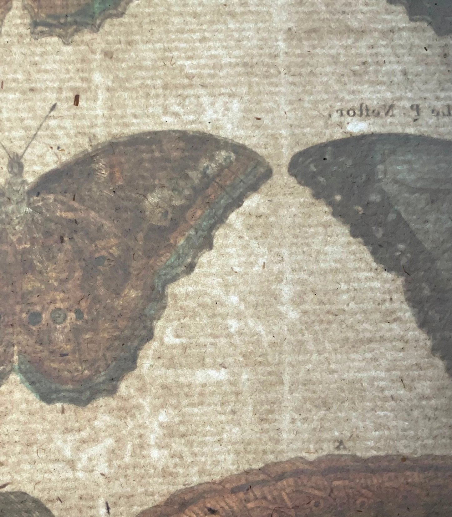 1794 Papillons, Nymphes, Latreille, gravure in-quarto coloriée à la main, insectes