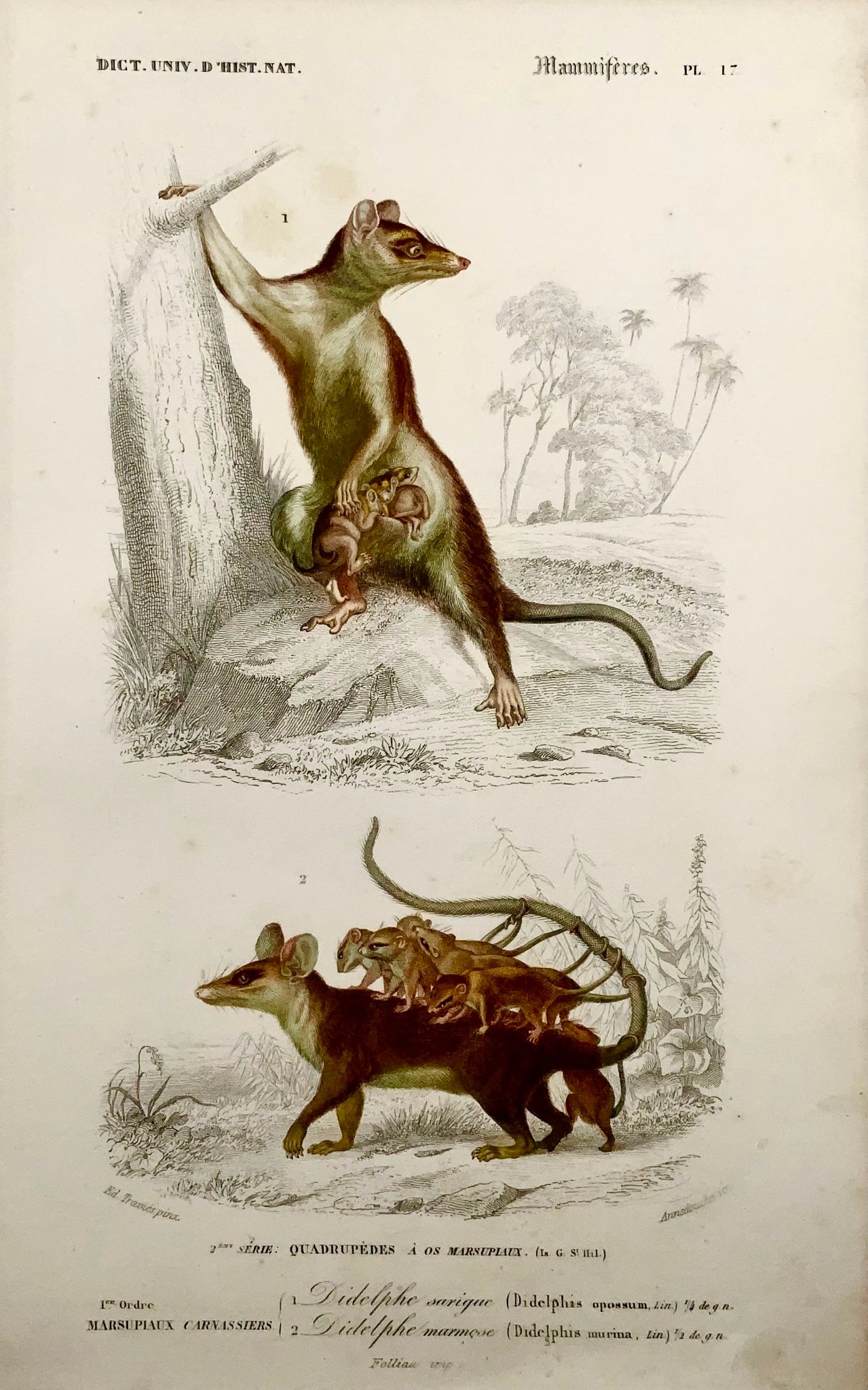 1840 Opossum souris, marsupiaux, Ed Travies, couleur à la main, gravure, mammifères
