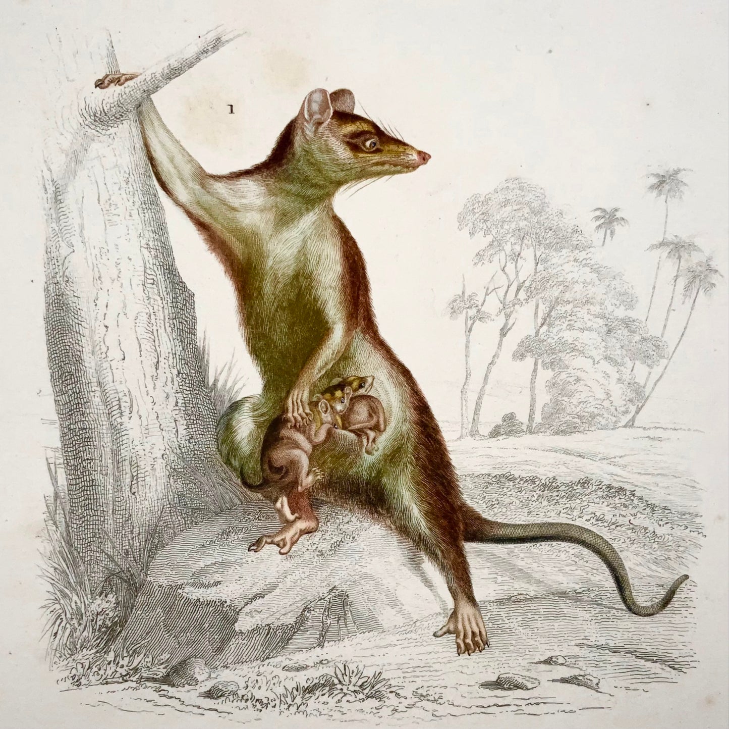 1840 Mouse opossum, marsupials, Ed Travies, hand colour, engraving, mammals