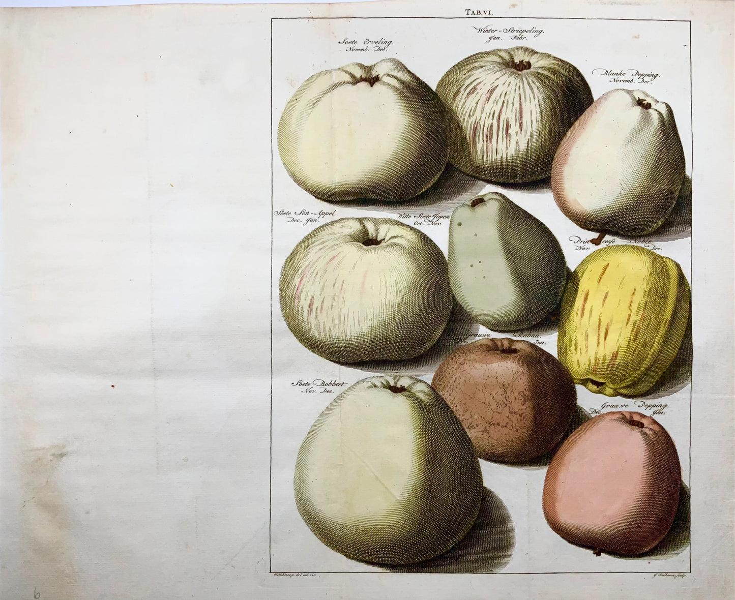 1758 Apples, fruit, folio copper engraving after Knoop by Folkema, botany