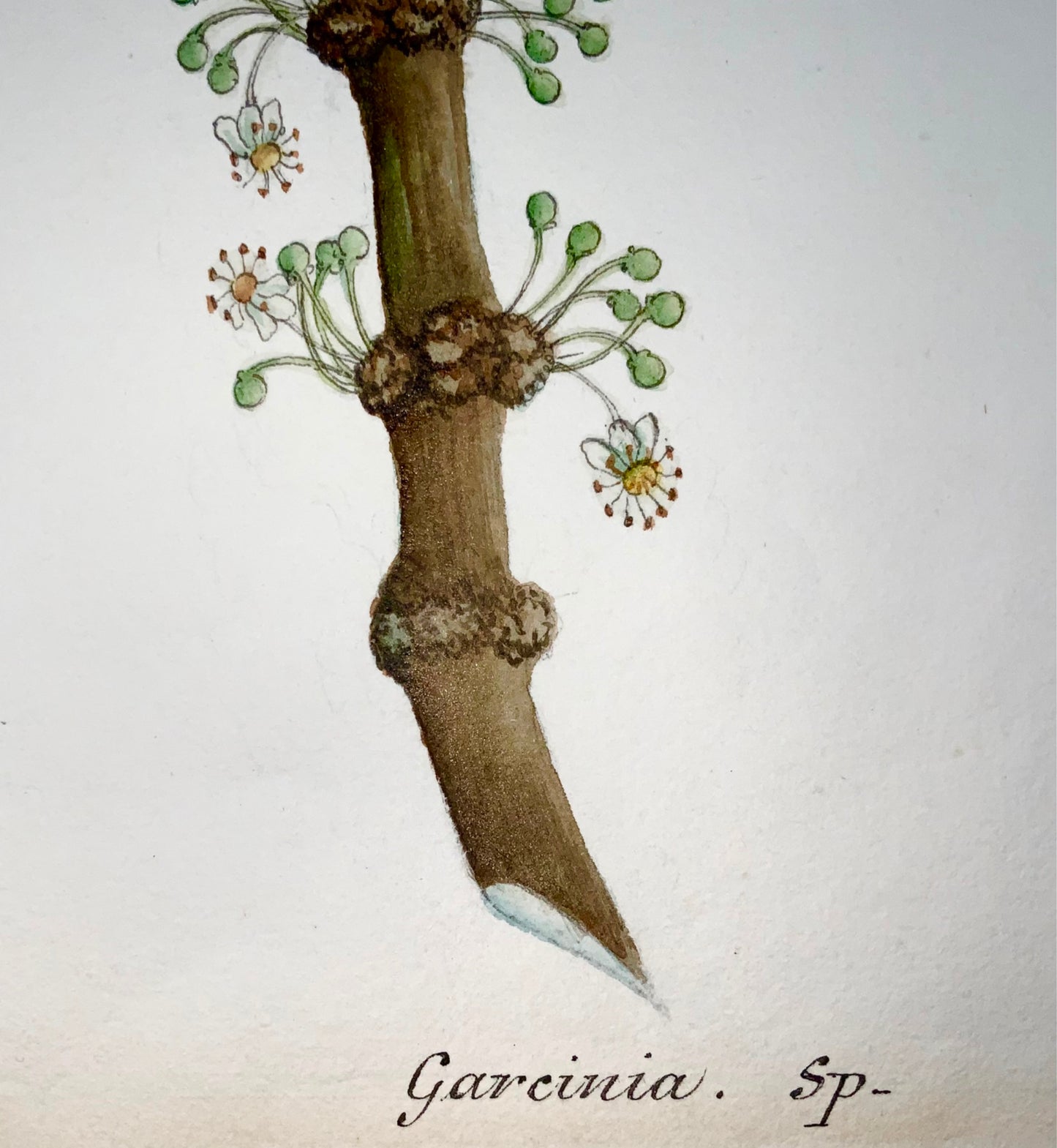 1810 c Ecole Allemande, Garcinia, Saptree, Fruit du Singe, 58cm, gouache botanique
