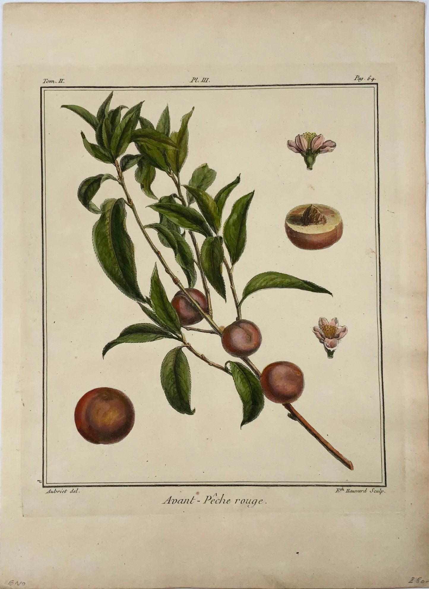 1768 Apricot, fruit, Duhamel du Monceau, large quarto, hand colour,