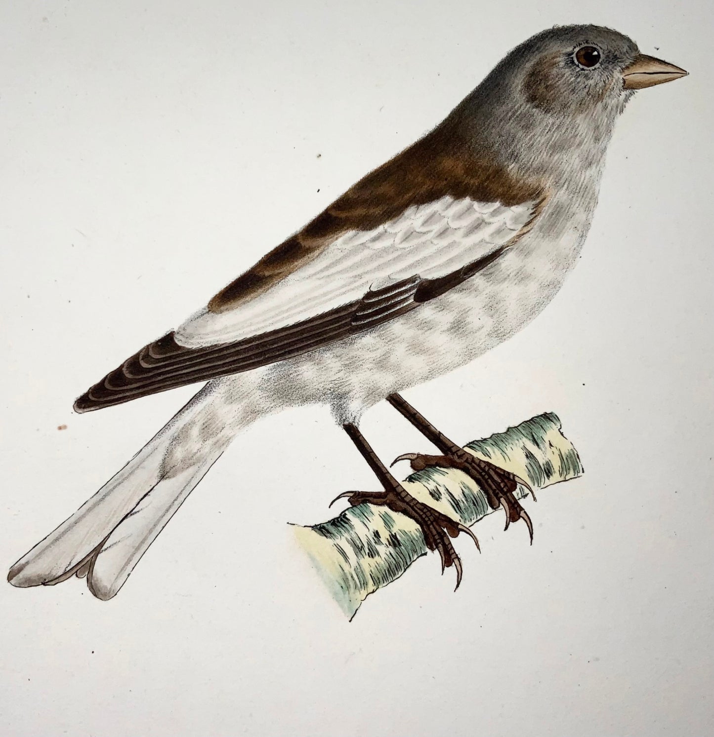 1820 Snow Finch, after Werner by Langume, stone lithograph, birds. hand colour