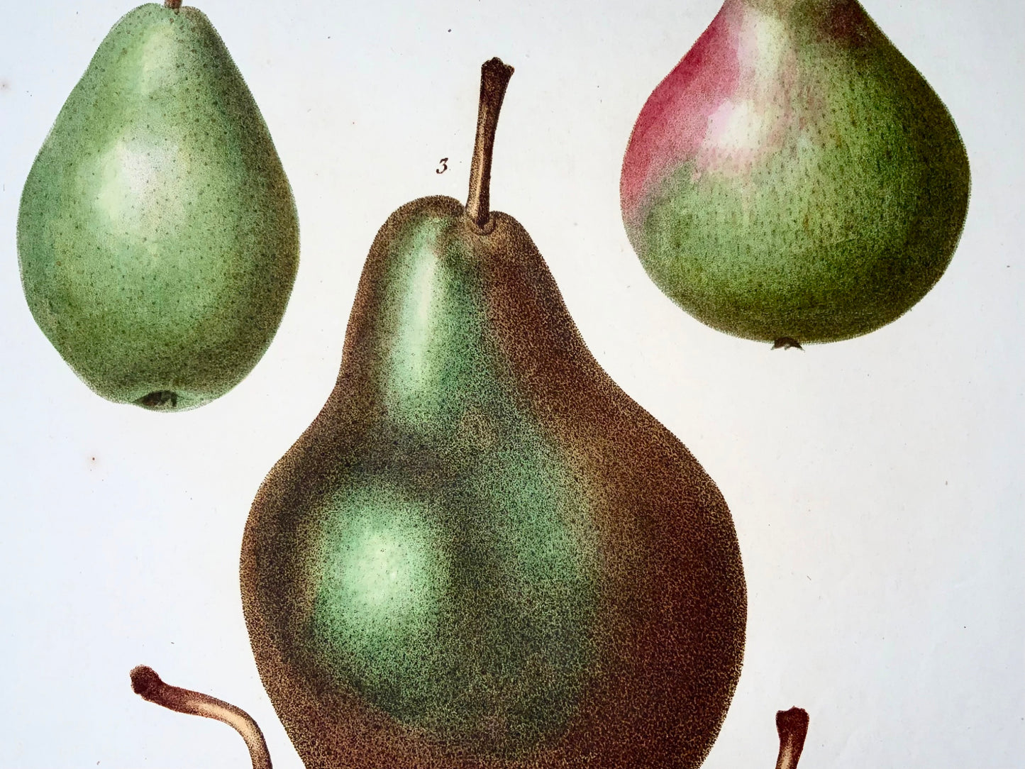 1801 Pears, pourers, Bessa, folio stipple engraving, hand colour, botany, fruit