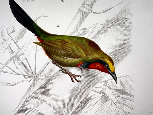 1840 Pie-grièche, ornithologie, Ed Travies, couleur à la main, gravure, mammifères 