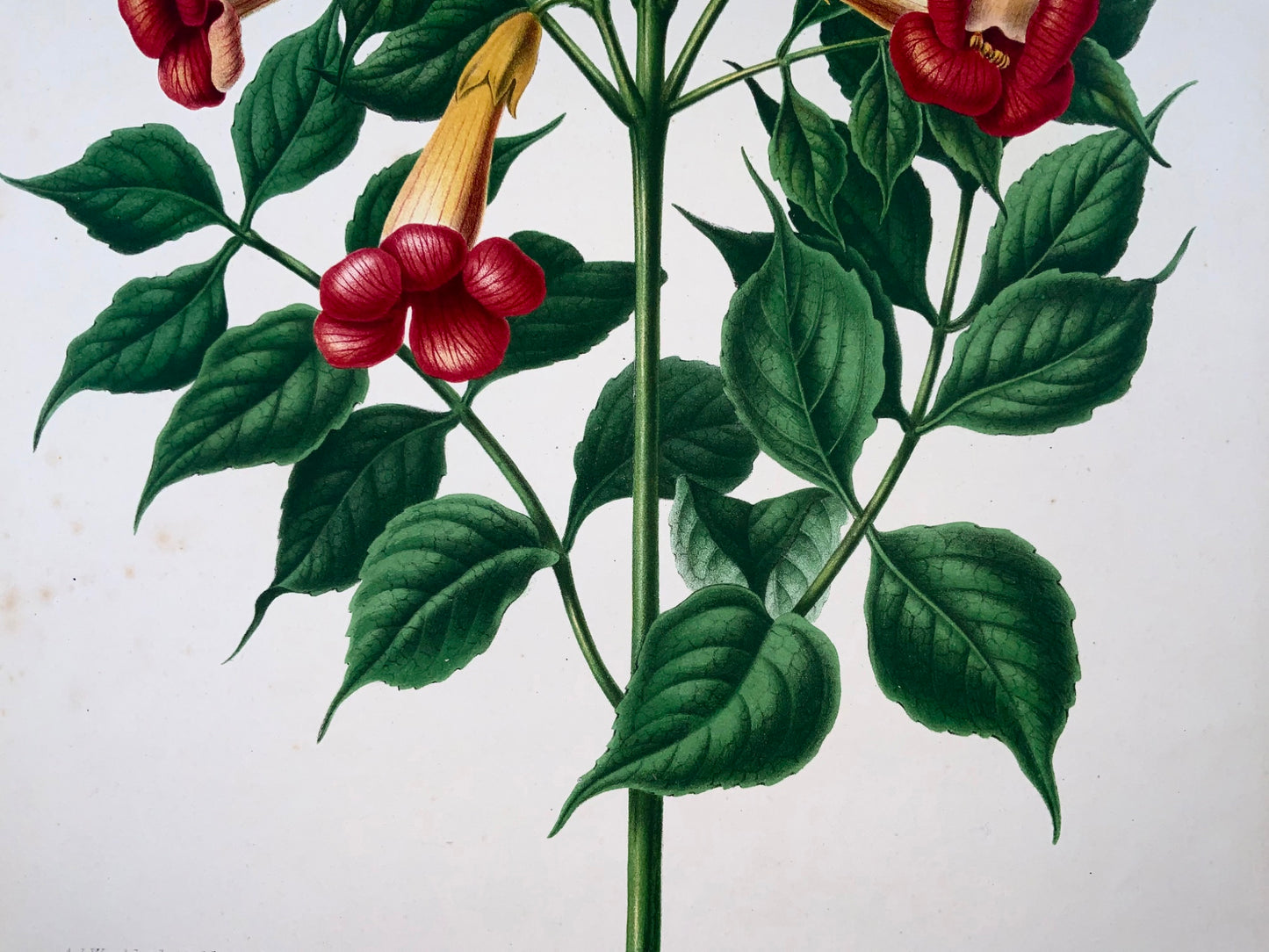 1868 Trumpetbush, fleur, botanique, folio, Wendel, chromolithographie fine 