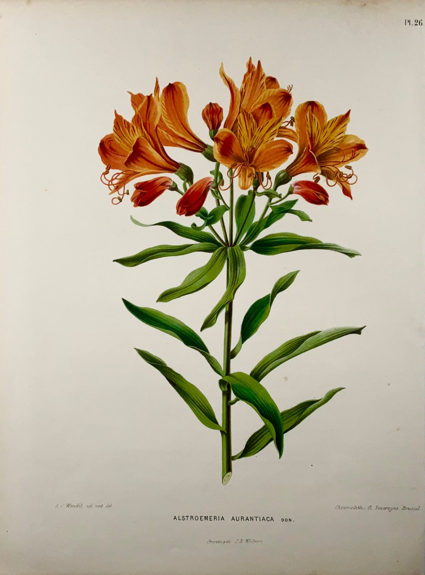 1868 Lys péruvien, fleur, botanique, folio, Wendel, chromolithographie fine 