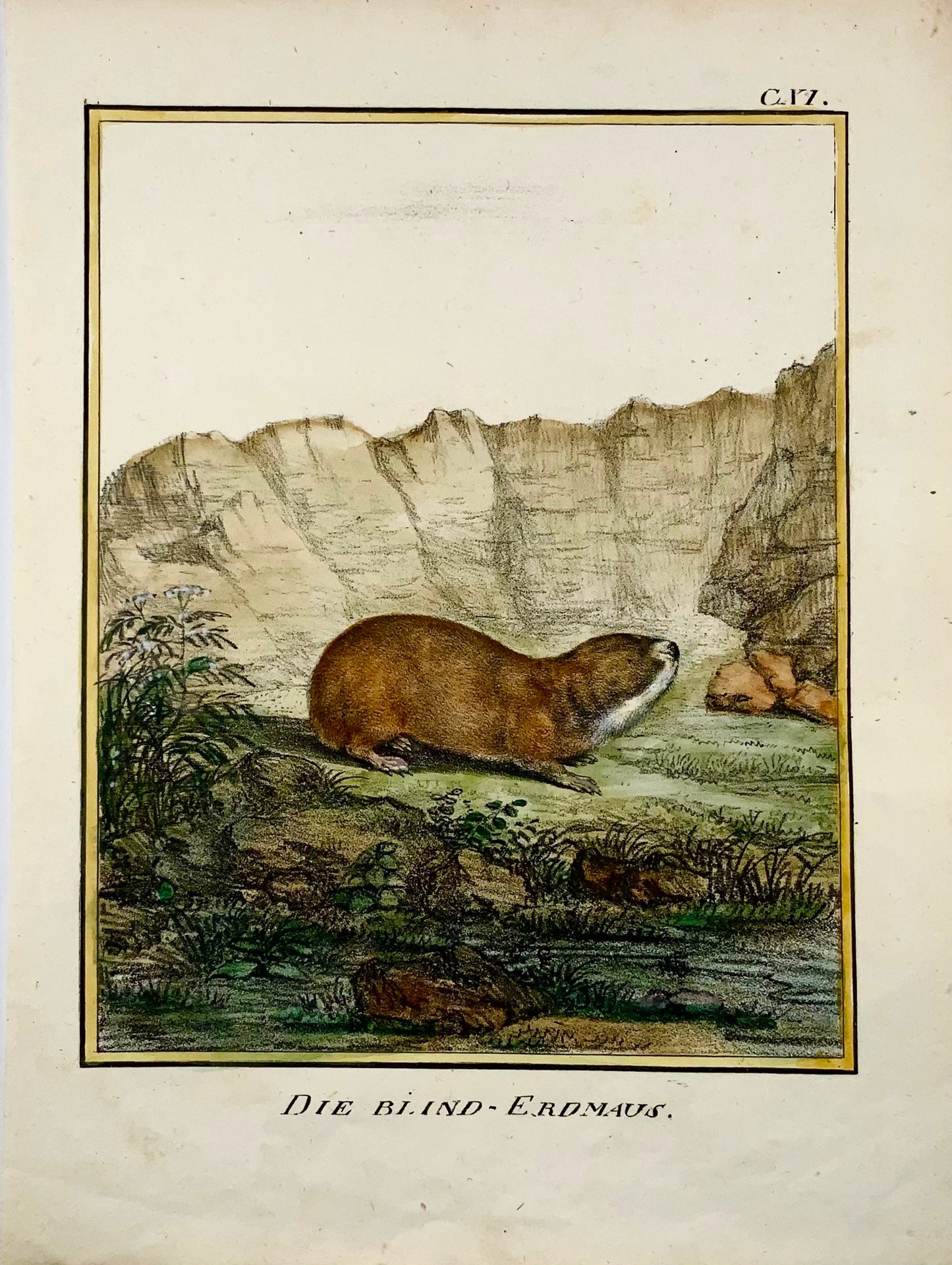 1818 Vole, Karl Schmidt, quarto, hand coloured, incunabula of lithography, mammal