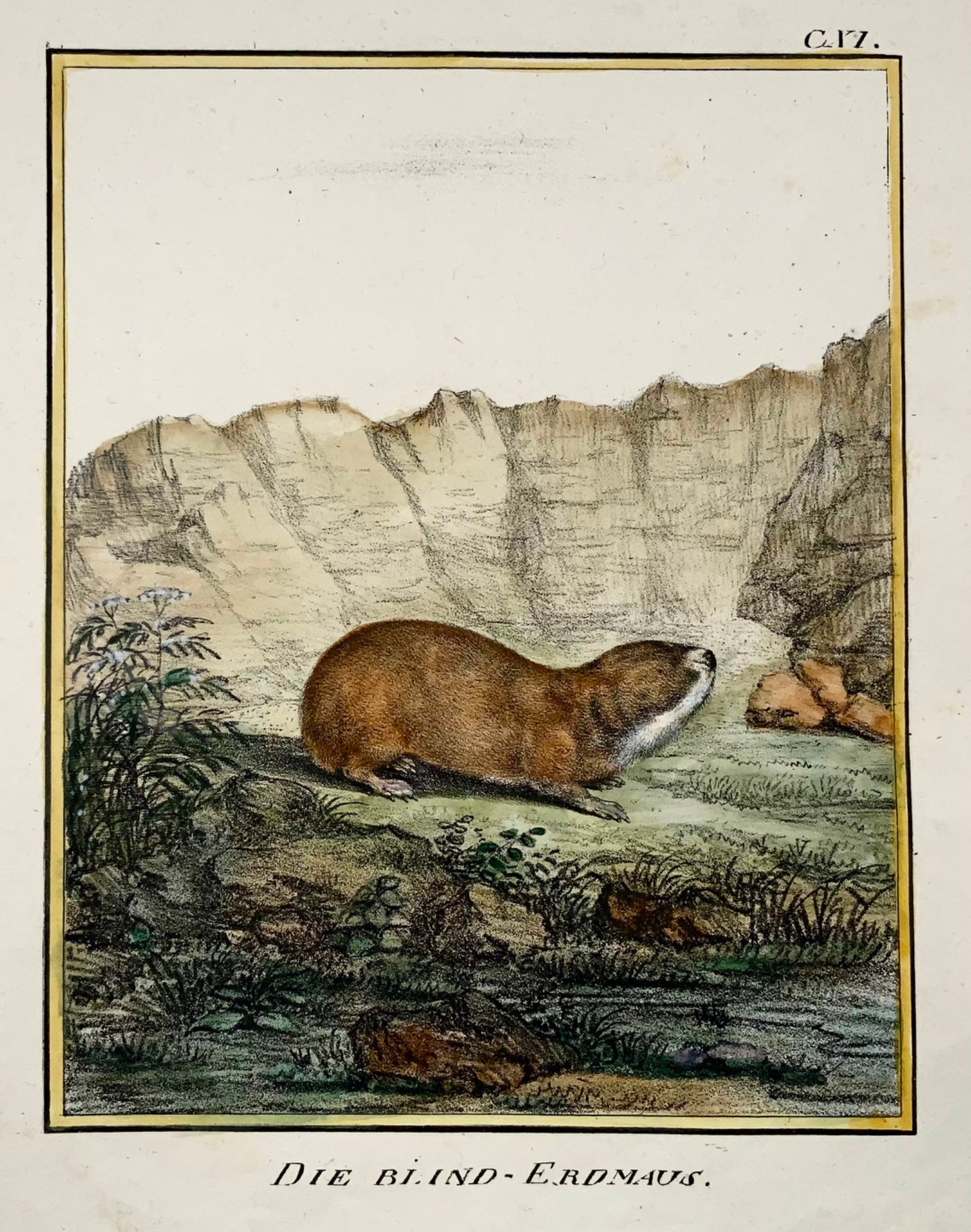 1818 Campagnol, Karl Schmidt, in-quarto, colorié à la main, incunables de lithographie, mammifère