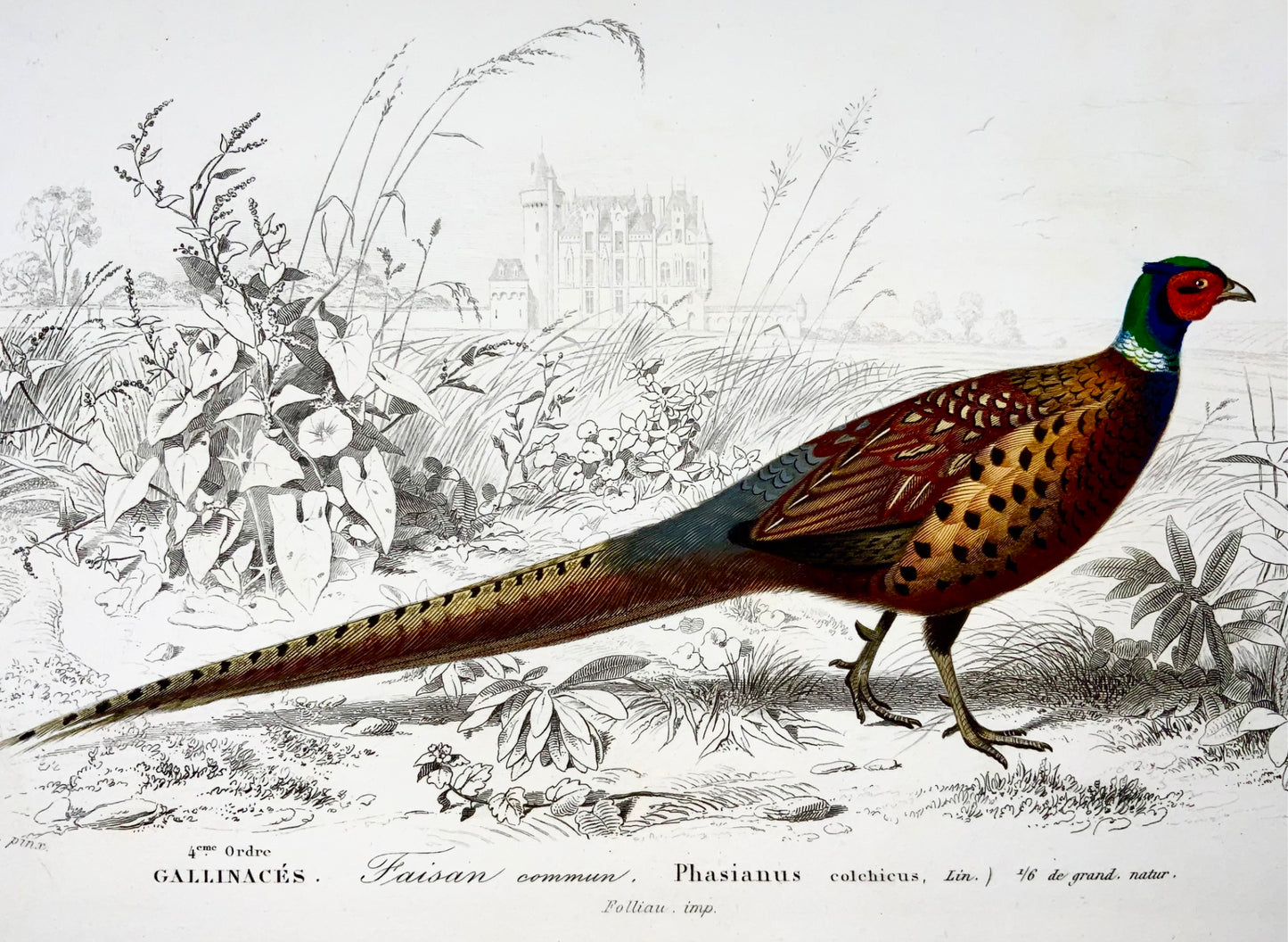 1840 Faisans, ornithologie, Éd. Travies, couleur originale de la main