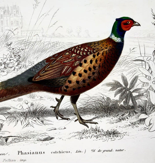 1840 Faisans, ornithologie, Éd. Travies, couleur originale de la main