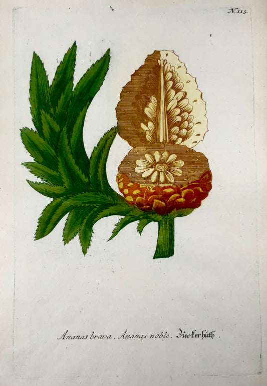 1739 Pineapple, ananas, colour printed mezzotint, large folio, Weinmann, botany
