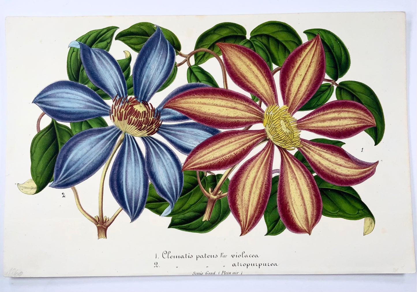 1858 Clematis patens, lithographie, couleur originale à la main, botanique