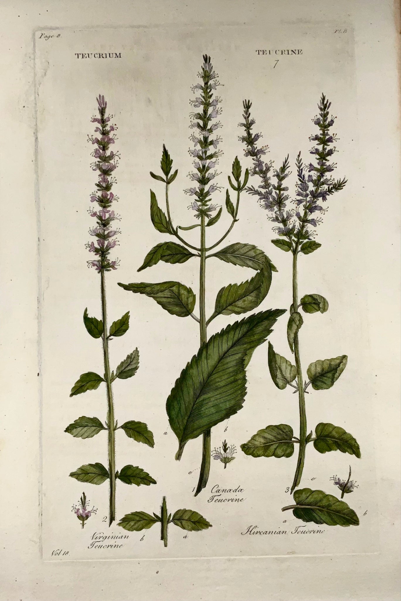 1739 American Tree Germ, grand folio, Hill, couleur de la main, système végétal, botanique